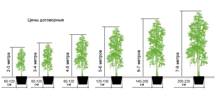 Высота саженца розы 10 см какой высоты. Р9 размер саженца. Контейнер р9 туя размер. Саженцы лиственных деревьев. Липа высота.
