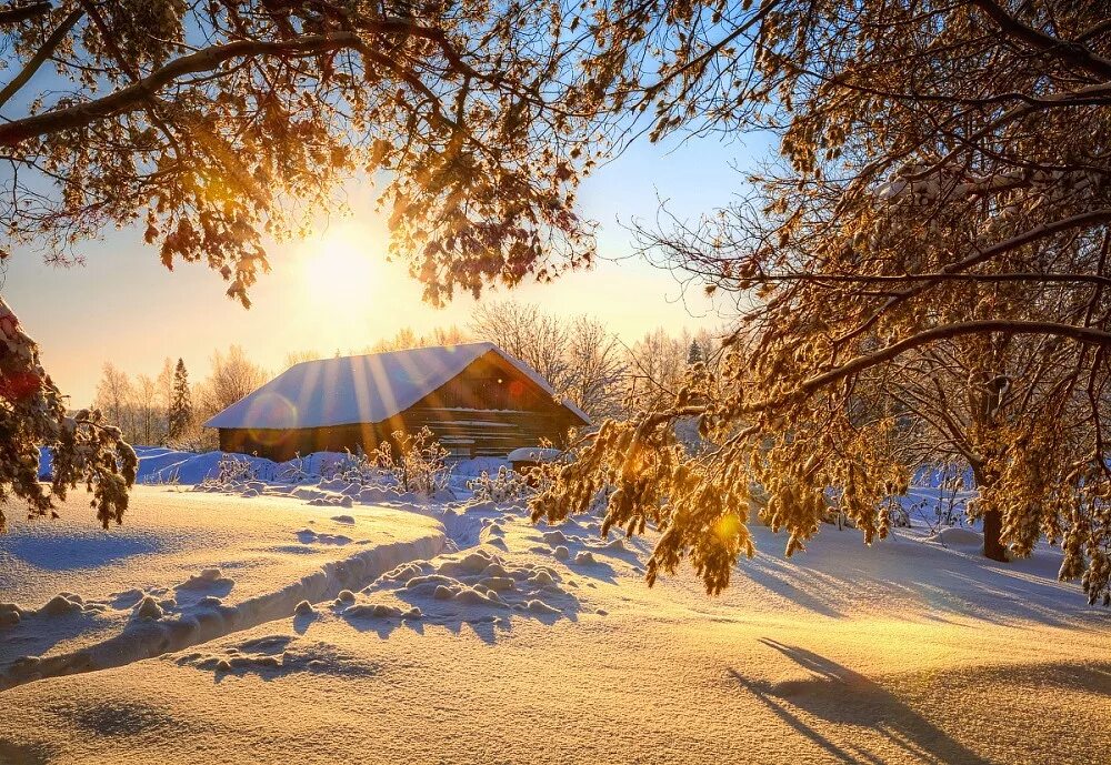 зимний лес солнце. зима солнце. морозное утро. солнечный зимний день. мороз солнце снег.
