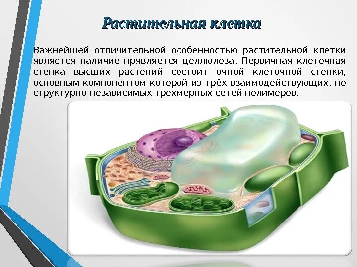 Отличительные особенности растительной. Клеточная стенка растений Целлюлоза. Клеточная стенка растительной клетки. Клеточная стенка микрофибриллы целлюлозы. Клеточная стенка состоит из.