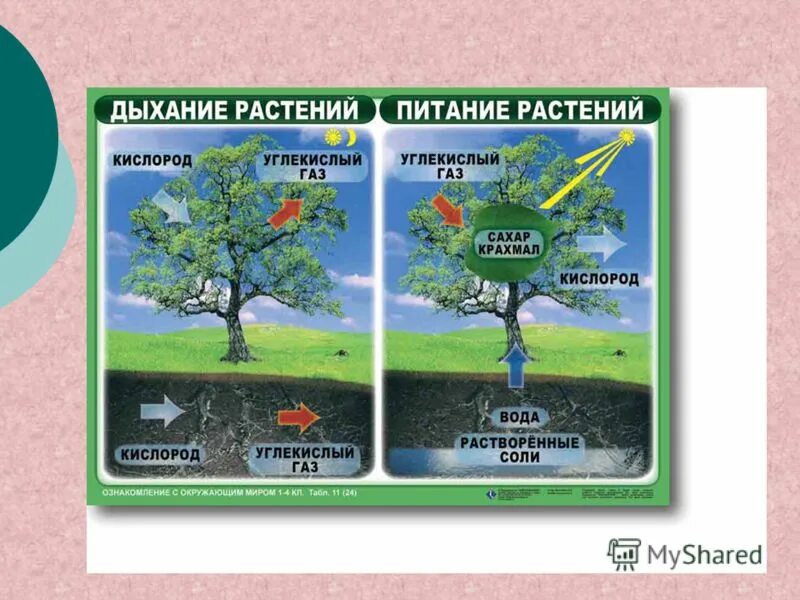 Проверочная работа по теме дыхание растений. Схема питания и дыхания растений. Питание растений схема 3 класс. Питание и дыхание растений. Питание растений и дыхание растений.