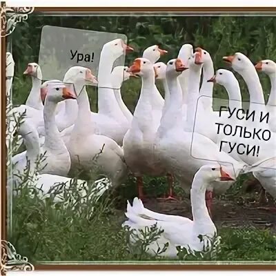 Подработка гусь