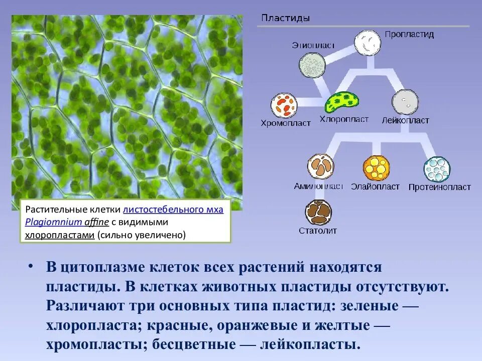Мхи хлорофилл