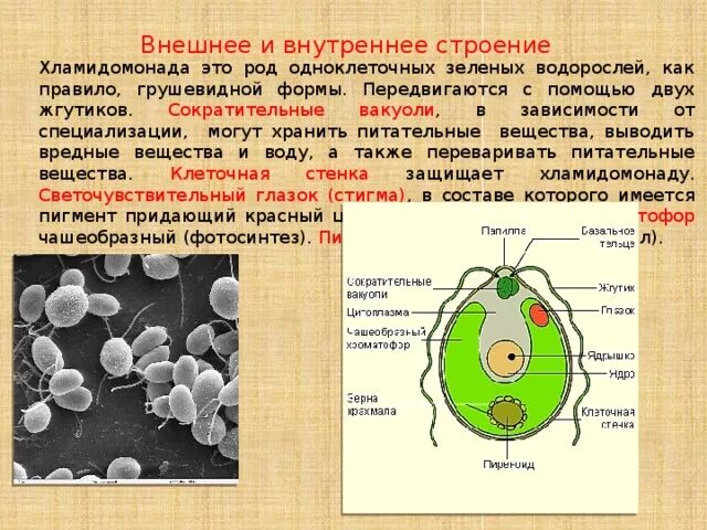 Органеллы водоросли