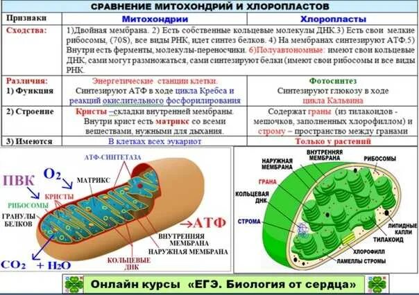 Митохондрии атф хлоропласты. Сравнить строение митохондрий и хлоропластов. Сходство митохондрий и хлоропластов. Сравнение митохондрий и хлоропластов. Митохондрии и хлоропласты.