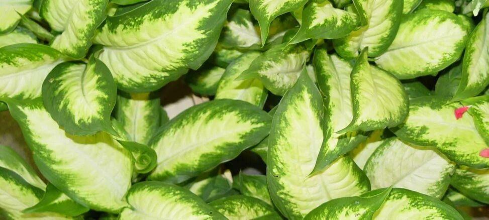 Диффенбахия тропикана. Диффенбахия цветок. Сорт диффенбахии 7 букв. Сорт диффенбахии 7 букв. Диффенбахия королевская.