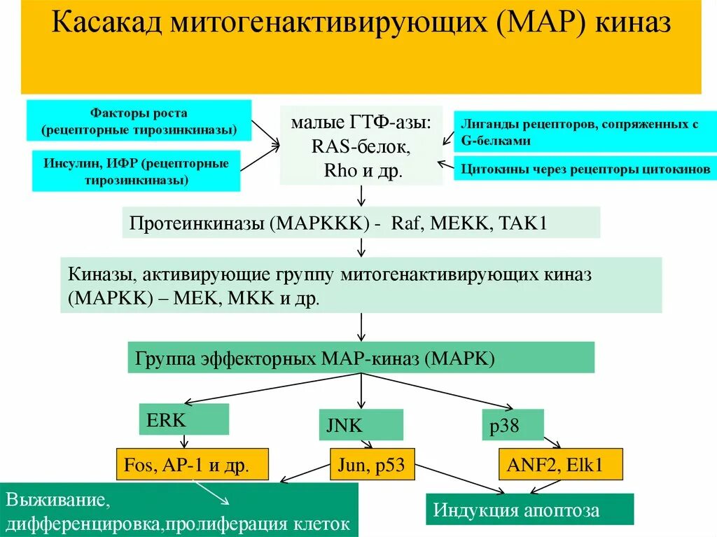 Киназы это