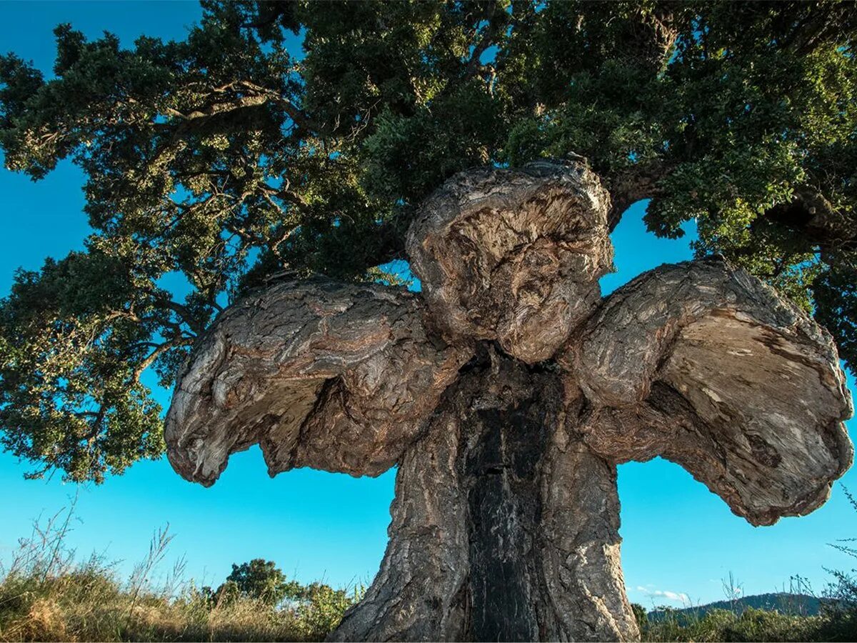 хвитсеркур – каменный монстр исландии. скала слон сардиния. необычные корни деревьев. скала слон в новой зеландии. удивительно причудливые.