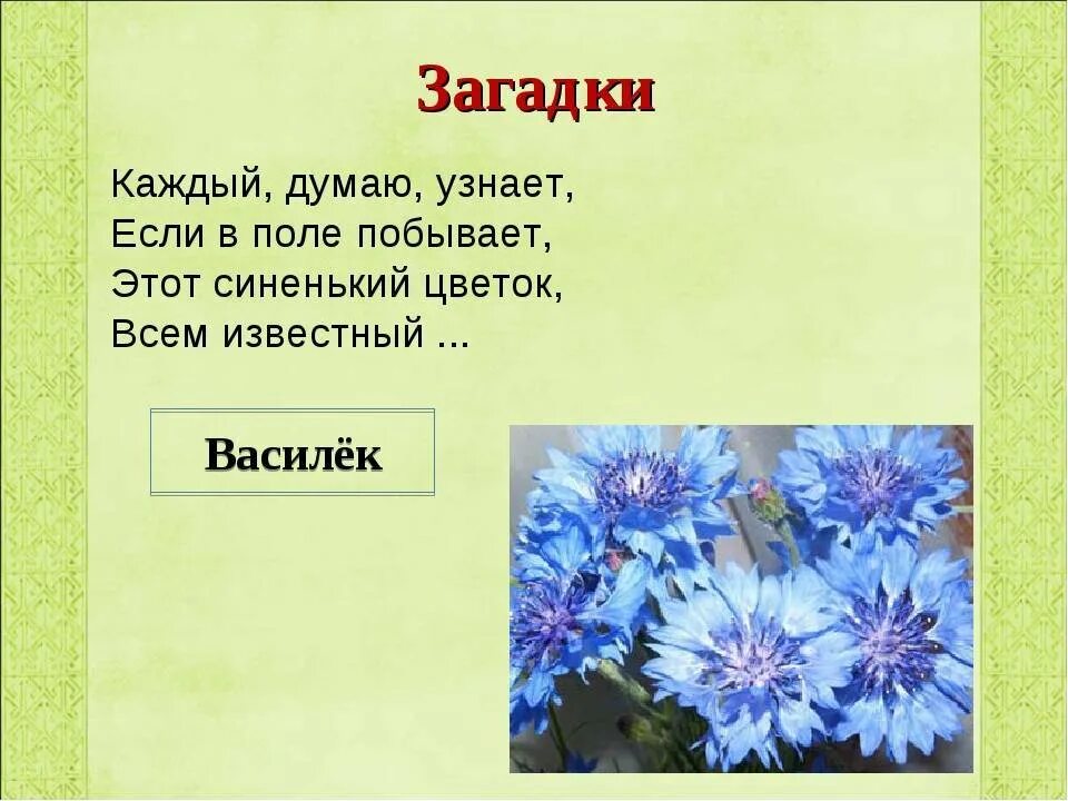 Василек стих. Загадка про Василек для детей. Загадка про Василек. Загадки про цветы. Стих про Василек для детей.