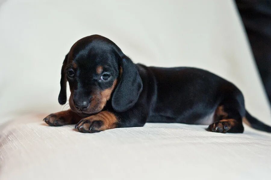 щенок таксы 5 месяцев. авито тамбовская область такса. украинская такса. за 1000 рублей такс. щенок кроличьей таксы кабеля.