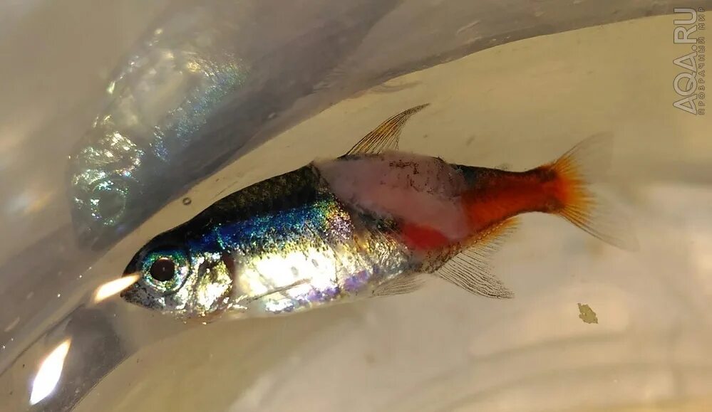 беременная рыбка неон. беременный неон рыбка. неон рыба беременна. рыбка неон аквариумная беременная. барбус денисони.