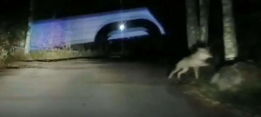 Волки ночью около дороги. Волки ночью на видеорегистраторе. Патриарх встретился с ночными волками.