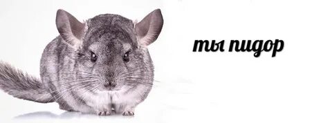 Шиншилла мем