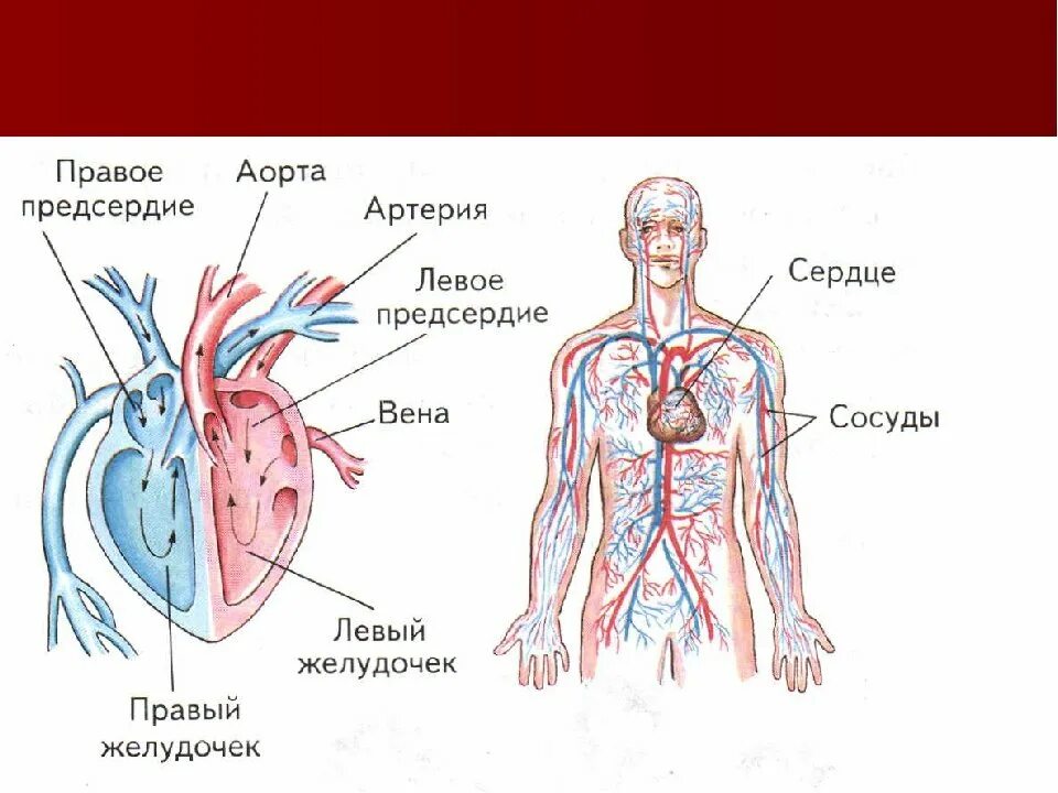 Как называется сердце и кровеносные сосуды. Кровеносная система человека схема 4 класс. кровеносная система сердце кровеносные сосуды. кровеносная система схема 4 класс. сердце и сосуды рисунок.