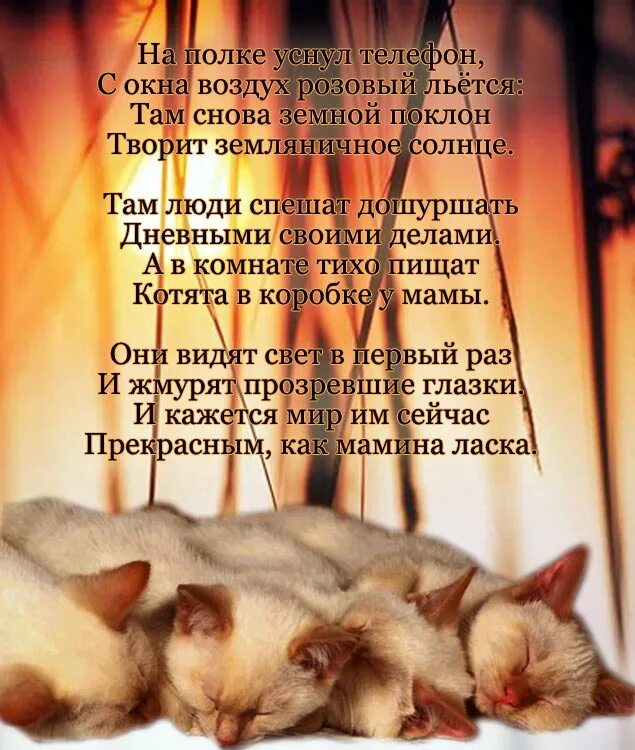 Стих про любимого кота. Стихи про кошек красивые. Стишки про котика. Стихи про любимых кошек. Стихотворение про любимого кота.