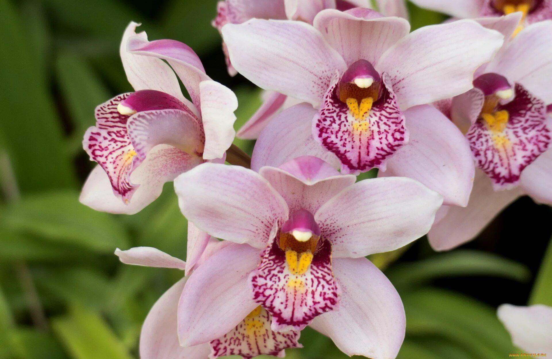 Фаленопсис Рефлекшн. Фаленопсис Монако. Орхидея Phalaenopsis exotic Punch. Фаленопсис Менкар.
