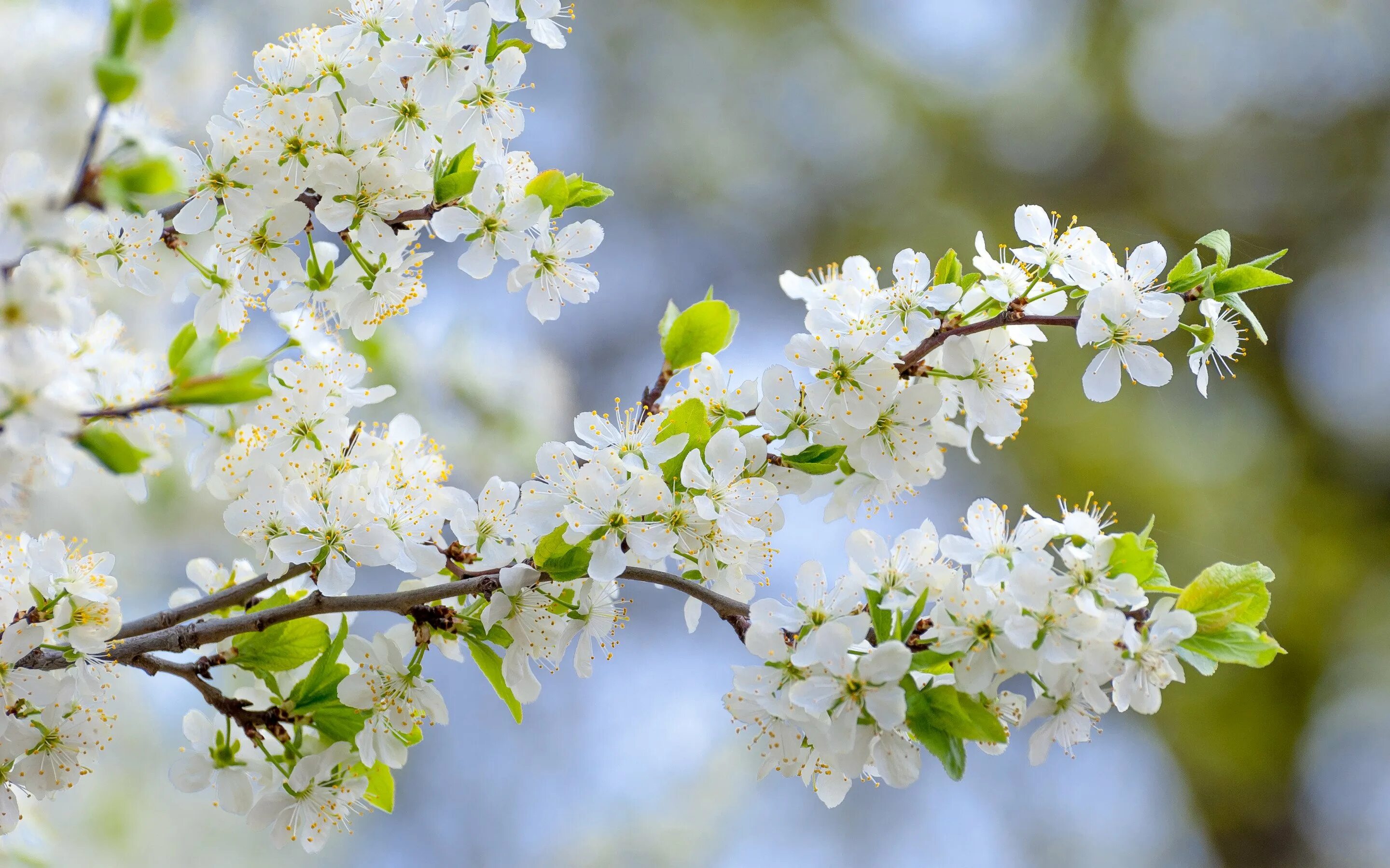 красивые песни о весне. музыкальный пейзаж. весенние цветы в снегу. музыкальный пейзаж. красивые песни о весне.
