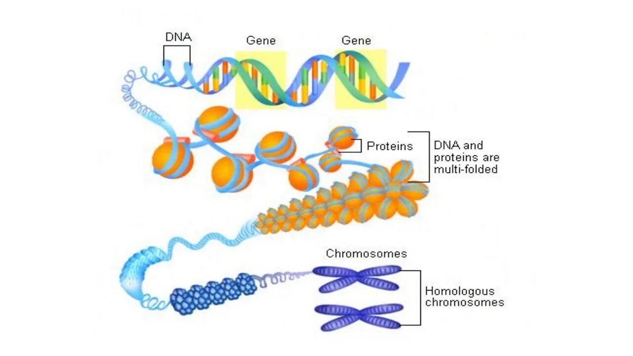 Превращение ДНК В хромосому. Упаковка молекулы ДНК В хромосому. ДНК хромосомы гены. Молекулы ДНК В хромосоме.