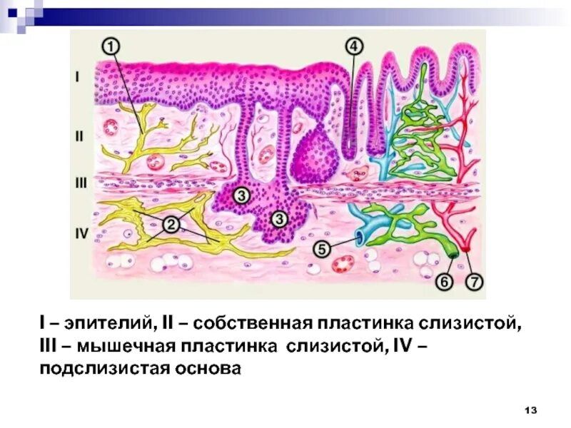 Собственная мышечная пластинка слизистой. Собственная пластинка слизистой оболочки кишечника. Подслизистая основа строение. Собственная пластинка эпителия.