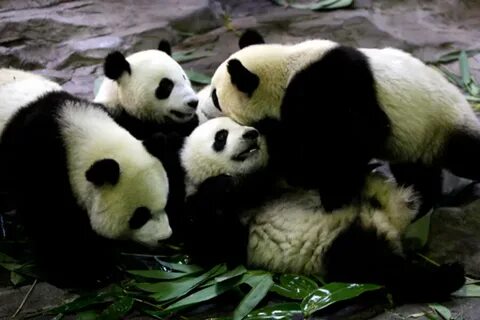 Pandas add