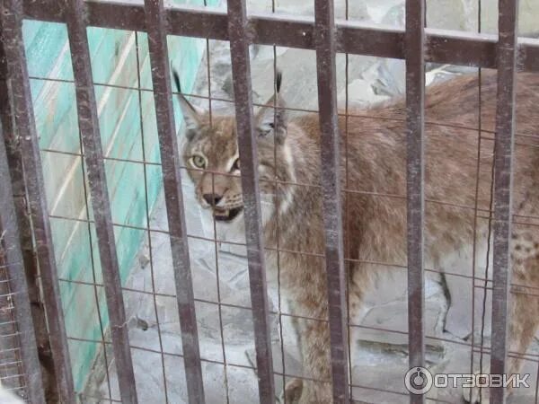 У лукоморья тюмень зоопарк. Зоопарк Голубицкая. Зоопарк Лукоморье Темрюк. Зоопарк Лукоморье Анапа. Голубицкая парк сафари.