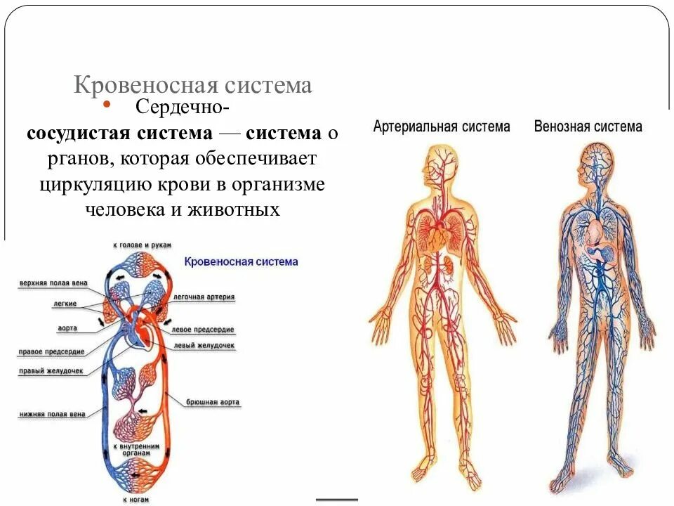 Системы органов человека кровеносная система. Кровеносная система человека состоит таблица. Система органов которая обеспечивает циркуляцию крови в организме. Кровеносная система че.