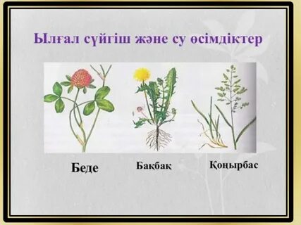 Тя мен жиені порно