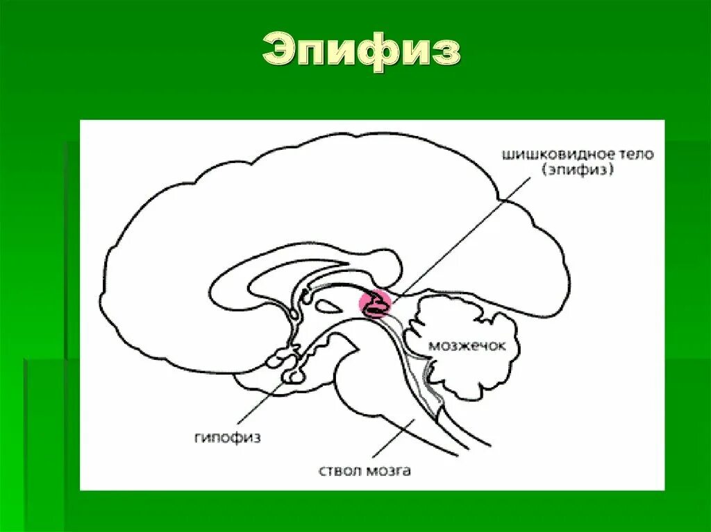 Шишковидная железа. Строение гипофиза и эпифиза. Шишковидная железа схема расположения. Эпифиз шишковидное тело.