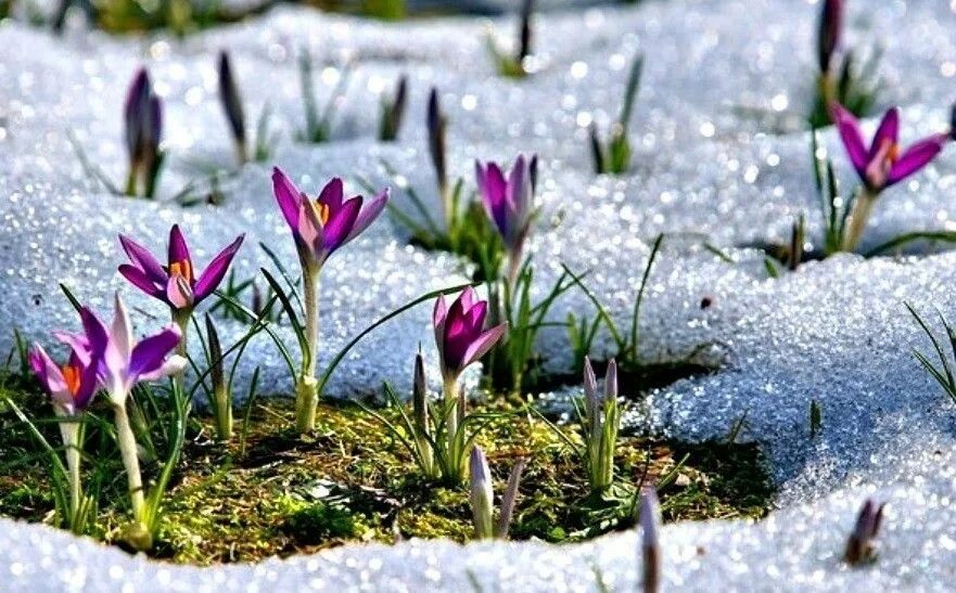 весенняя природа. весеннее пробуждение природы. цветы в снегу.