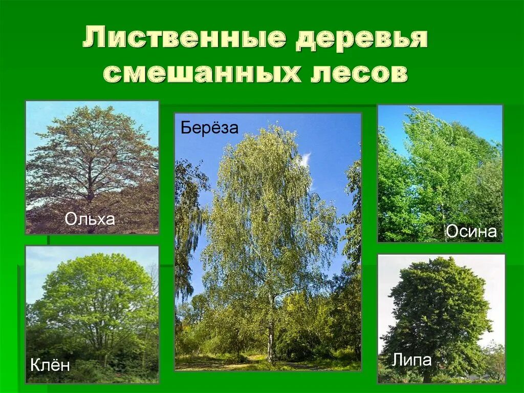 Какие условия в смешанных лесах. Широколиственный лес деревья названия. Липа широколиственный лес. Деревья смешанных лесов. Лиственные деревья России.