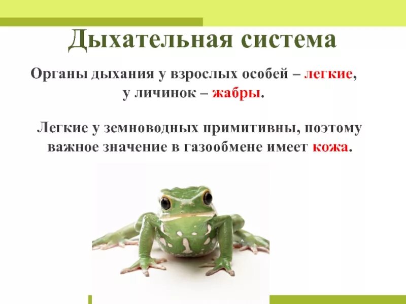 Функции дыхания у взрослых земноводных. Дыхательная система система земноводных. Способы дыхания земноводных. Земноводные органы дыхания. Особенности дыхания амфибий.