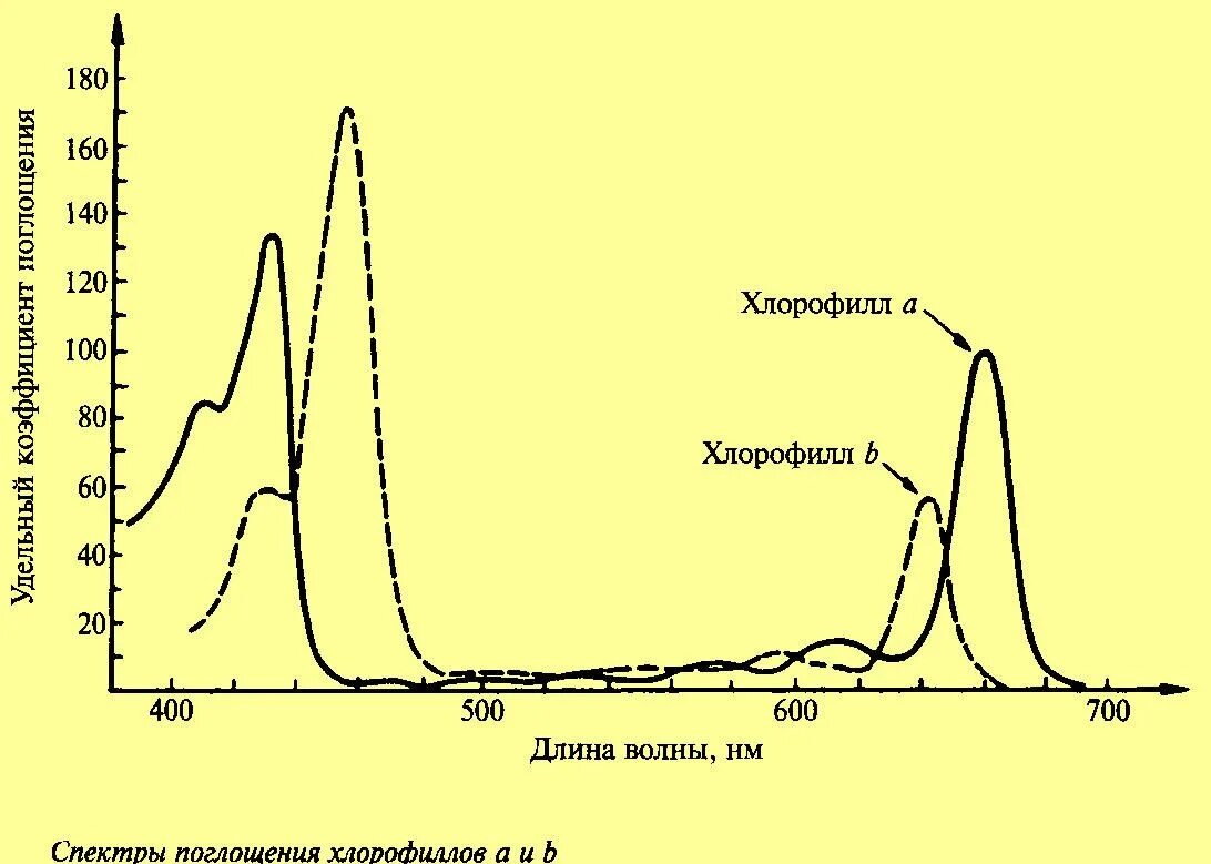 Спектр поглощения хлорофилла. Спектры поглощения хлорофилла а и б. . Спектры поглощения хлорофиллов а и б. Спектр хлорофилла а и б.