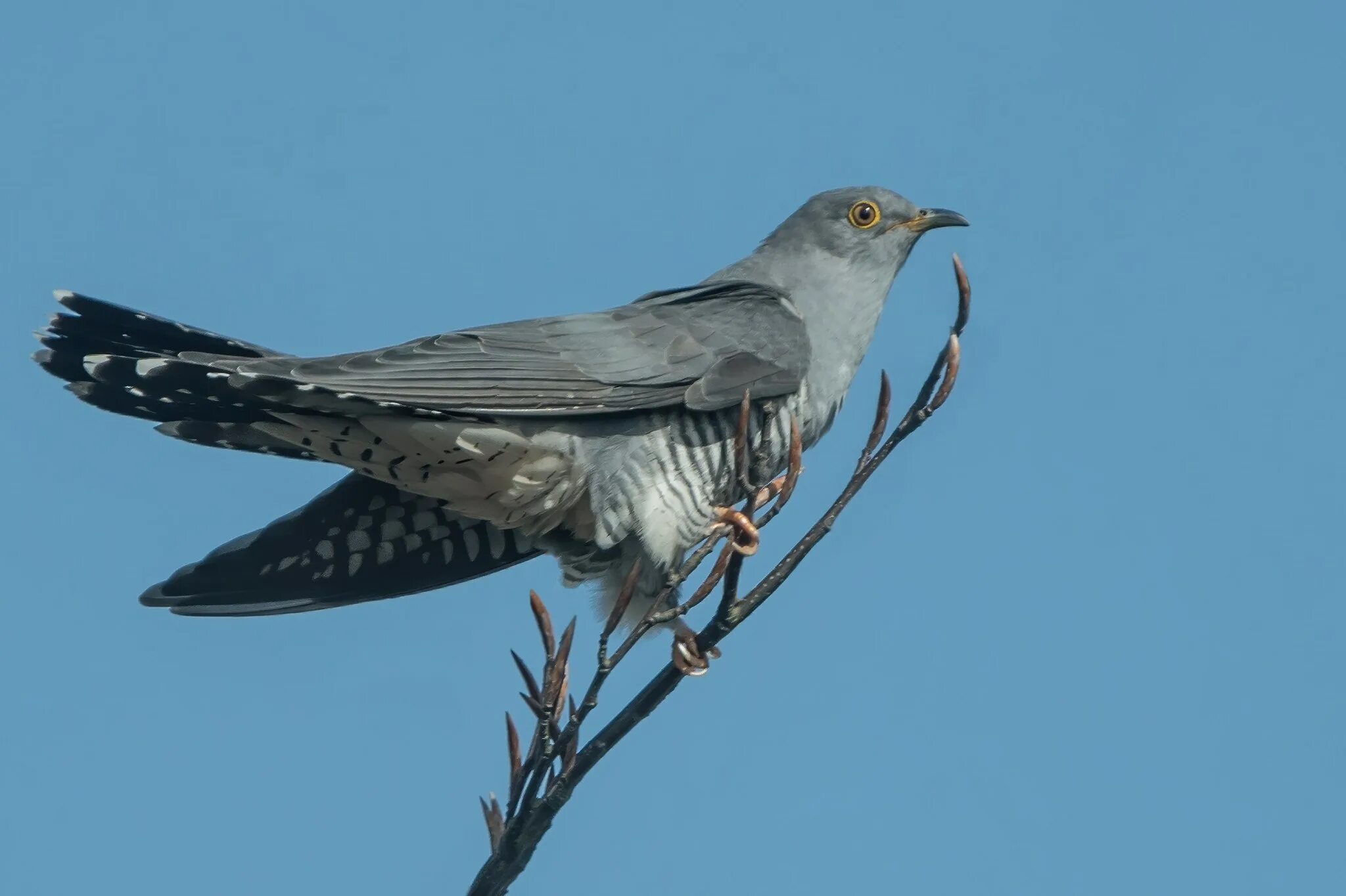 Кукушка Cuckoo. Кукушка Таймыр. Куку Куку Кукушка. Кукушка птица. Звук кукушки слушать