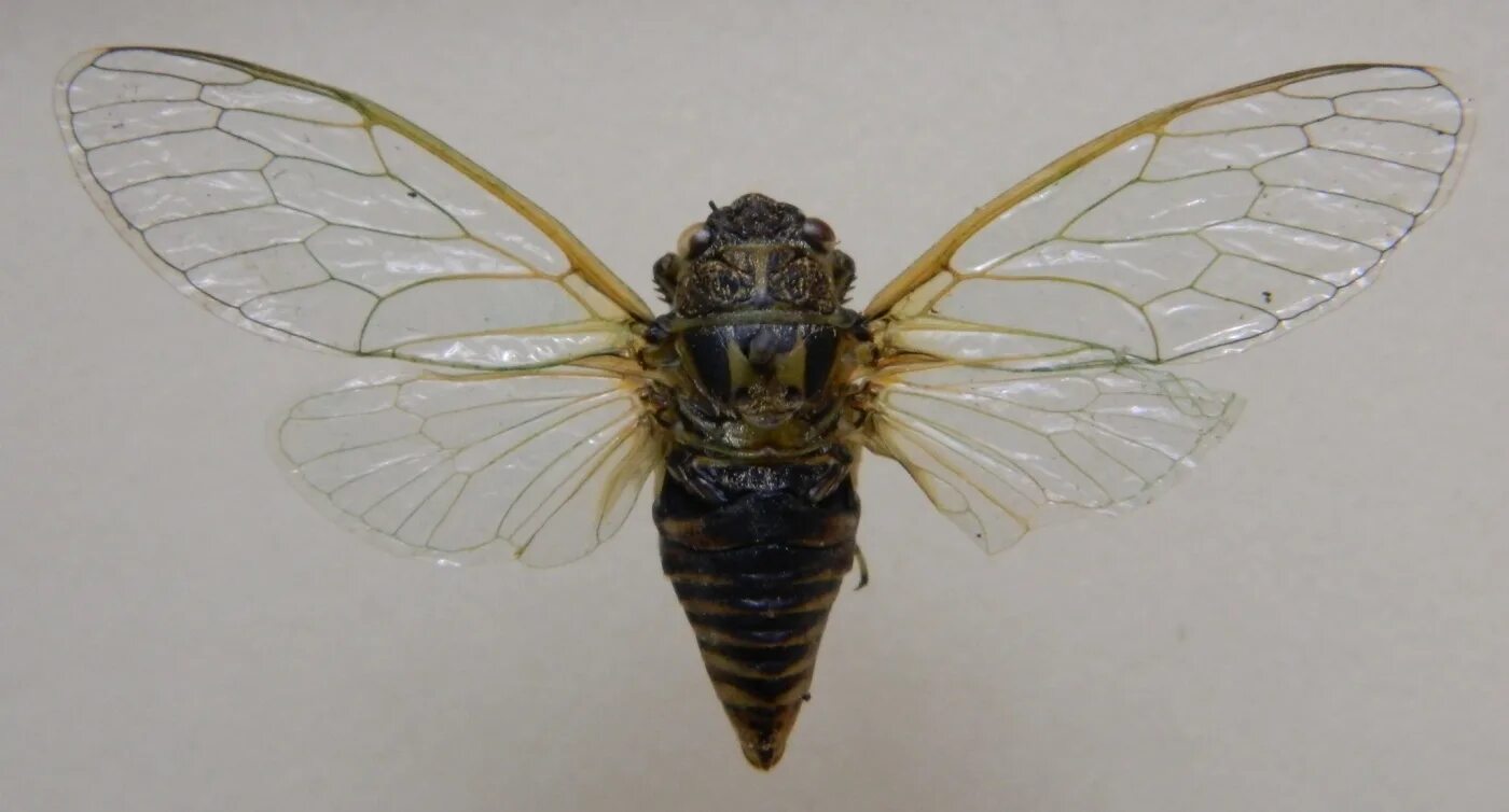 Равнокрылые тип конечностей. Равнокрылые строение крвьыев. Стрекоза с переливающимися крыльями. Крымская муха цикада. Внешнее строение тли.