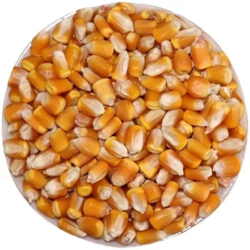 Кукуруза сушеная в зернах. Сухая кукуруза. Сухие семена кукурузы. Кукурузные зерна.