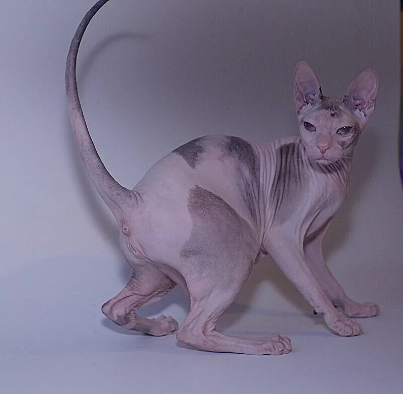 канадский сфинкс вес. вес сфинкса. стандарт донского сфинкса. норма веса для канадского сфинкса. канадский сфинкс вес.