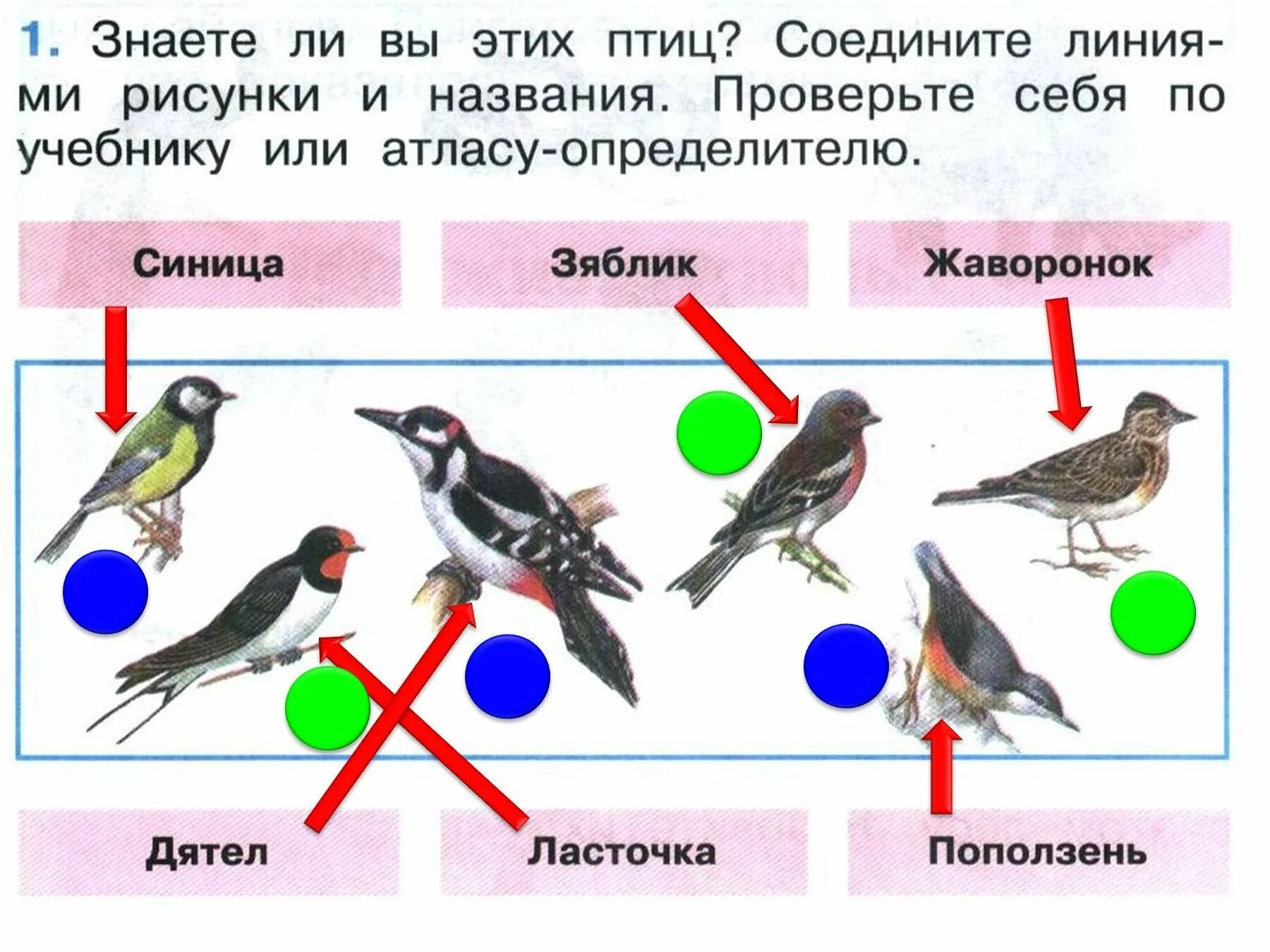 Класс птицы. Окружающий мир. Птицы. Зимующие птицы 1 класс. Птицы 1 класс окружающий мир.
