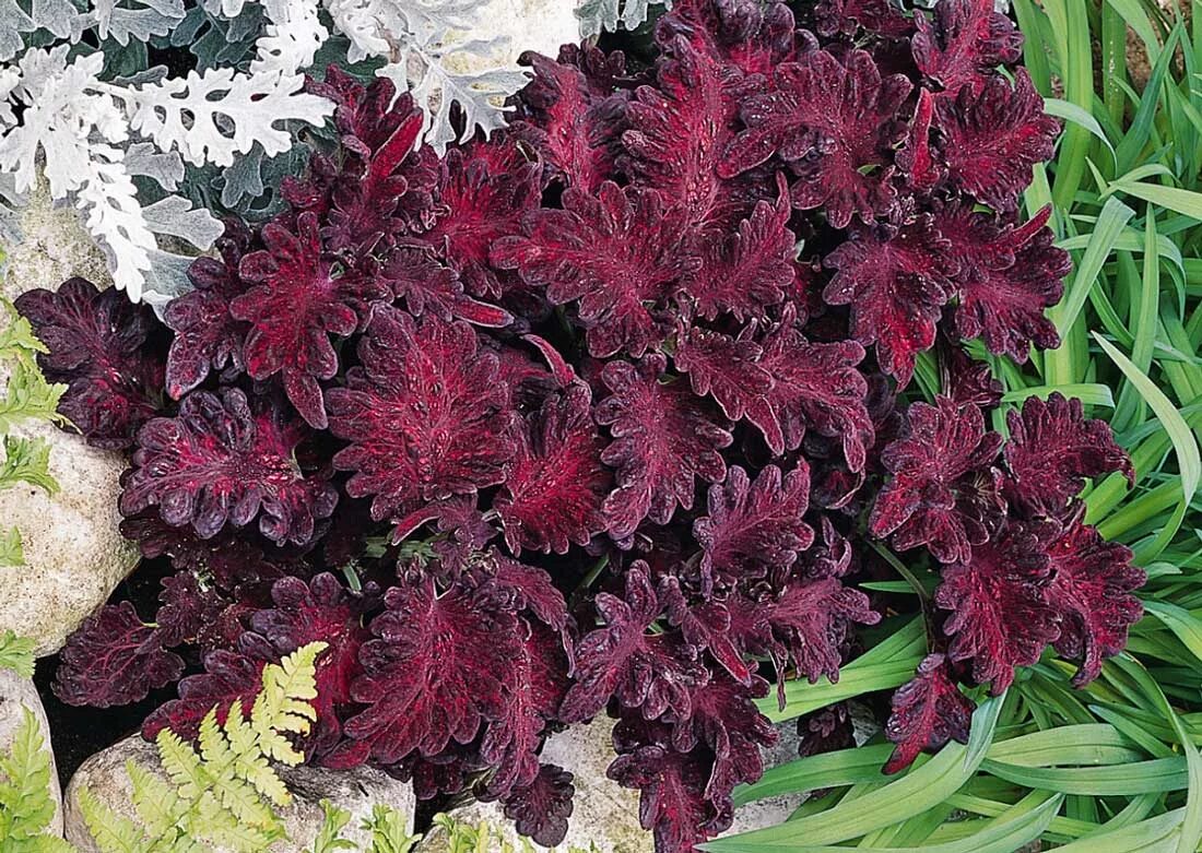 колеус блюма визард вельвет ред. колеус блюма визард вельвет ред. колеус визард сансет. колеус бархат. колеус визард красный бархат.