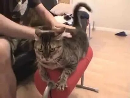 Кот пам пам