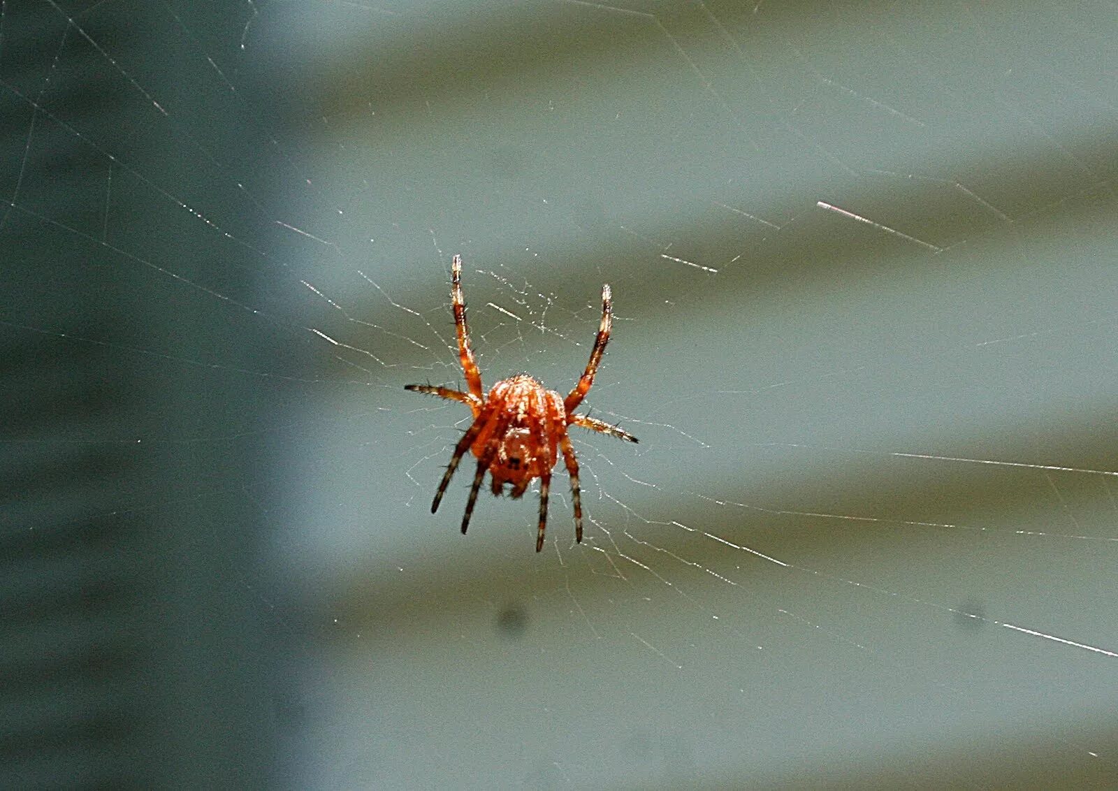 Пауки красное белое. Паук с красной попой. Паук loxosceles reclusa. Крестовик обыкновенный паук. Новорожденный паук красный.