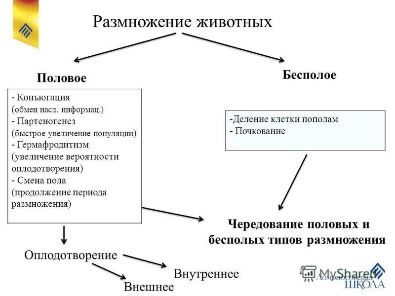 двуполые животные примеры. истинный гермафродитизм. патология гермафродитизм. половое размножение гермафродитизм. гермафродитизм у животных примеры.