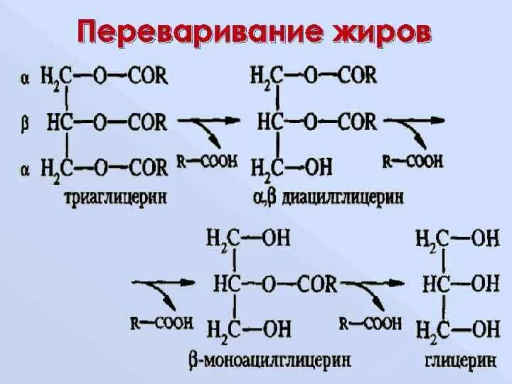 Строение и функции триглицеридов. Реакции триглицеридов. структура триглицеридов биохимия. расщепление триглицеридов. гидролиз триглицеридов.
