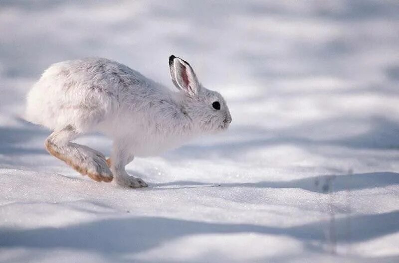 Заяц русак (lepus europaeus) морда. Беспечный русак. Заяц-русак. Беспечный русак. Заяц русак зимой.