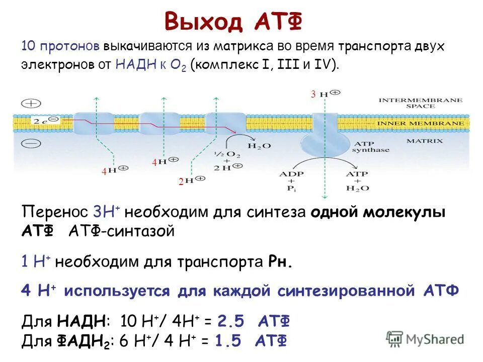 Температура атф