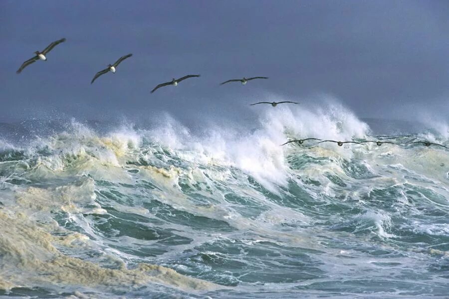 Облака бегут над морем значение. Ветер на море. Ветер над морем. Бушующее море. Волны птицы.