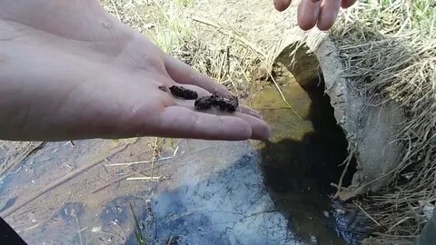 Где найти приманку