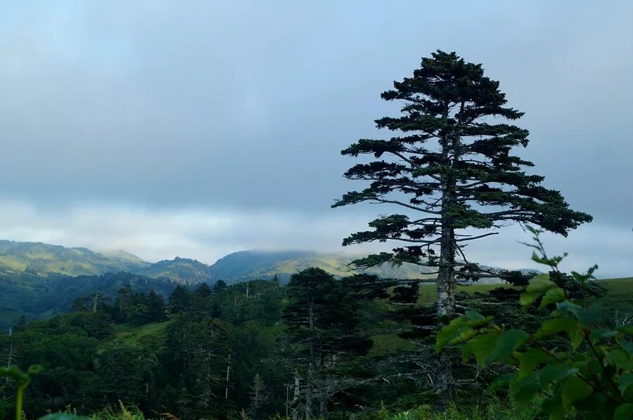 Лиственница сахалин. Итуруп курильская сосна. Лиственница сахалин. Лиственница курильская. Курильская лиственница.