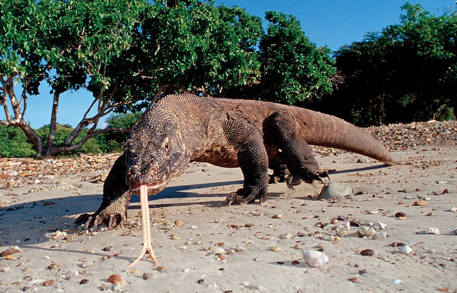 Какое животное самое сильное на планете