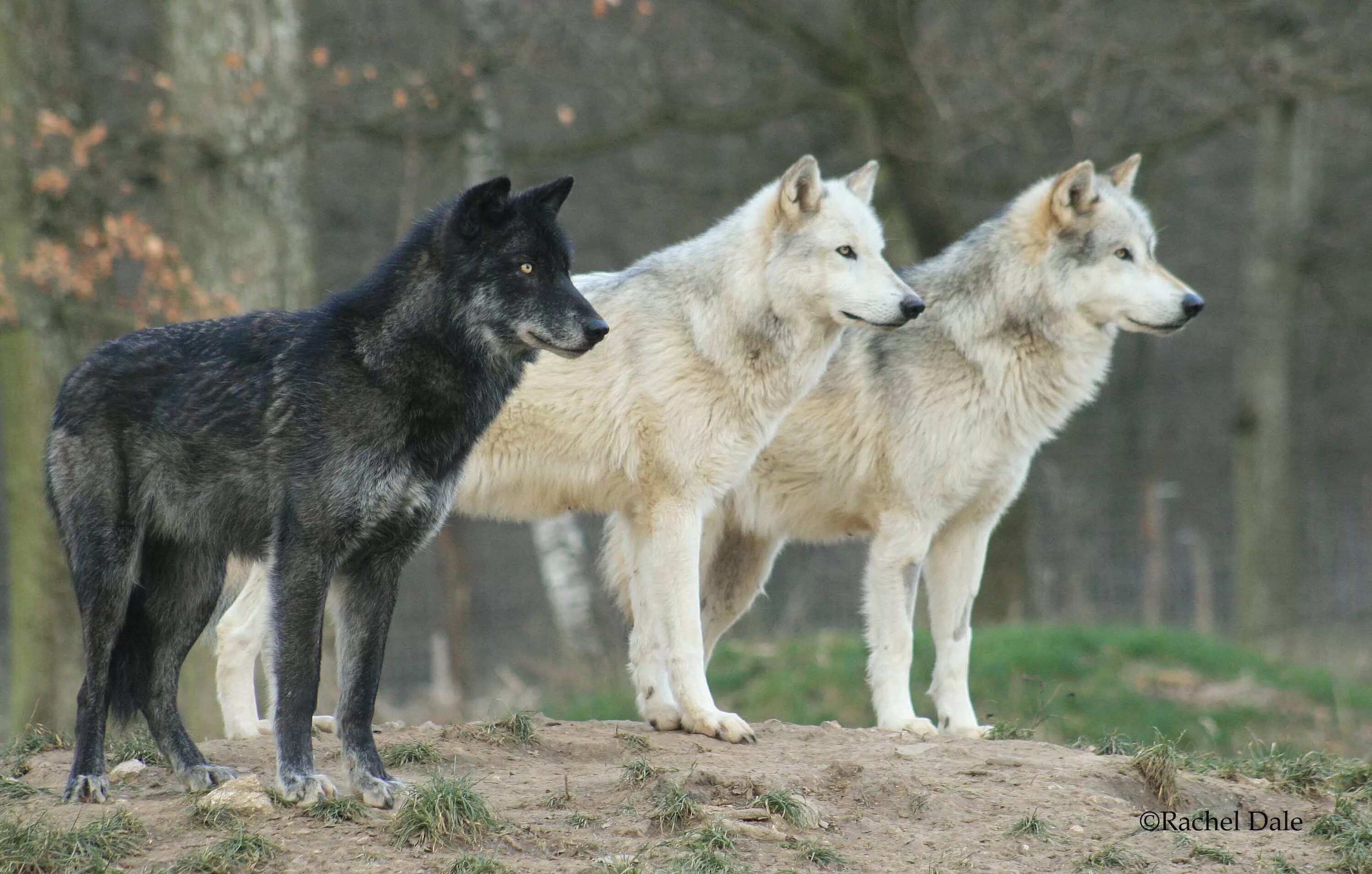 Цвета Волков. Разные волки. Окрас волка. Окрасы Волков. Beautiful wolves