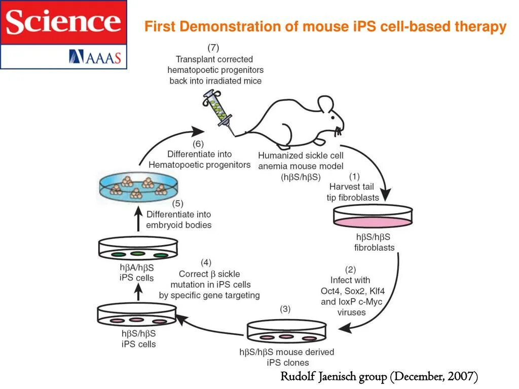 Mice cells