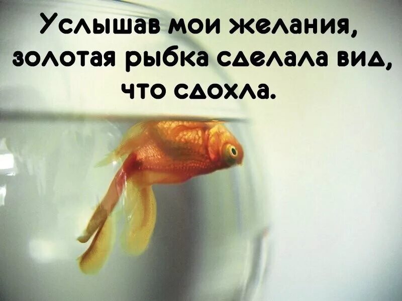 Смешные рыбы. Смешные фразы. Статусы про рыб. Рыбы прикольный гороскоп. Цитаты про гороскоп рыбы.